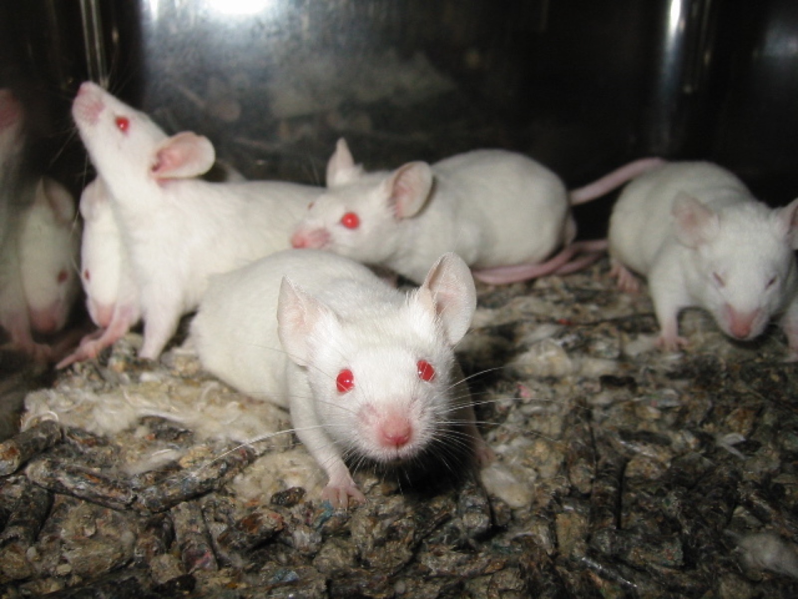 Laboratory mice used in biomedical research
